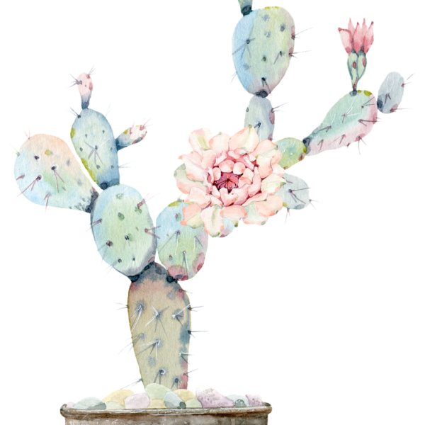 cactus, flower, pot plant-4338616.jpg