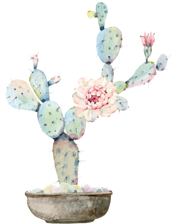 cactus, flower, pot plant-4338616.jpg