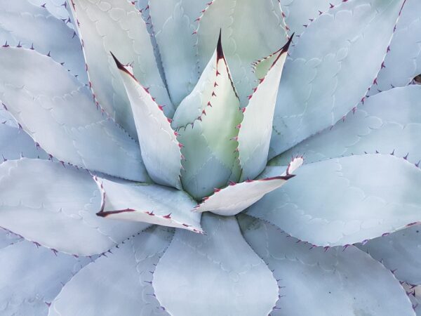 cactus, mammilaria geminispina, mexico-1750940.jpg