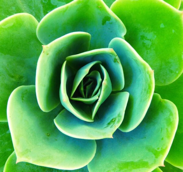 succulent, green, plant-1263606.jpg